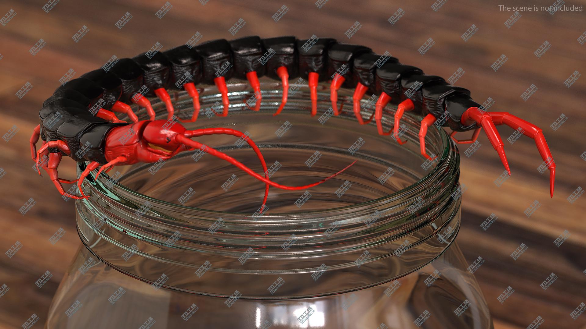 images/goods_img/2021040232/3D Scolopendra Subspinipes Rigged/5.jpg